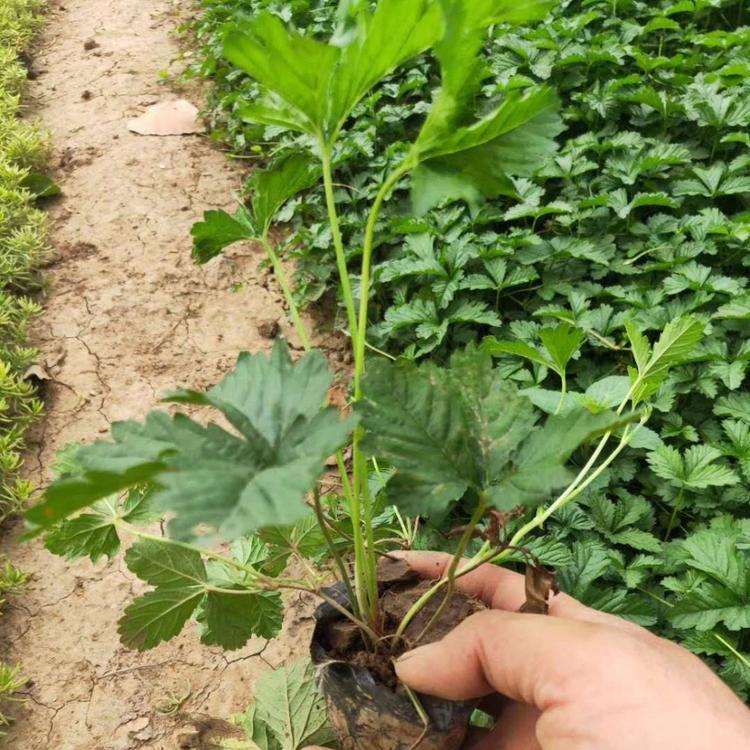 委陵菜基地 三叶委陵菜价格