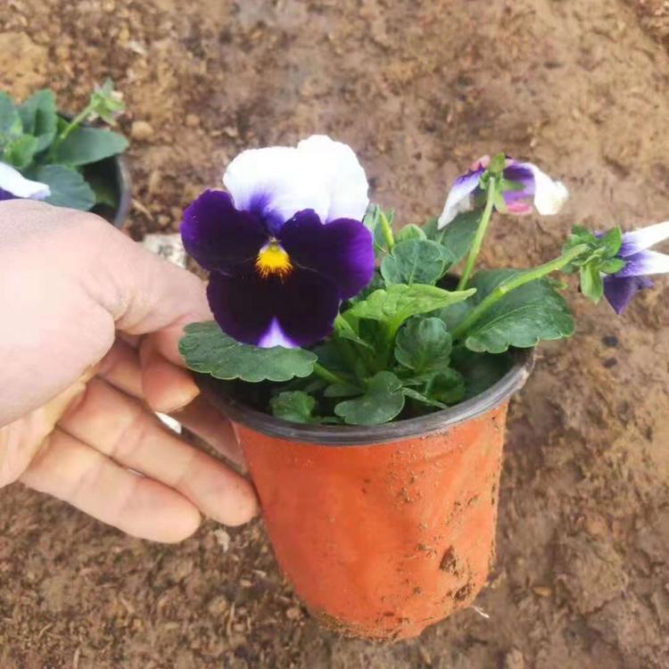 青州草花基地三色堇   优质三色堇  三色堇价格