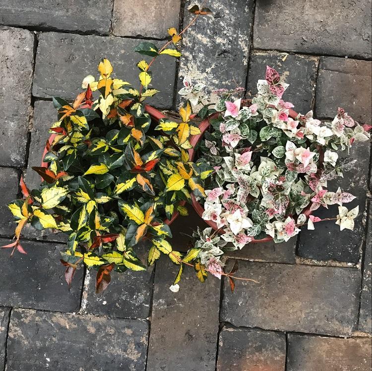 黄金络石 青州黄金络石种植基地 黄金络石绿化