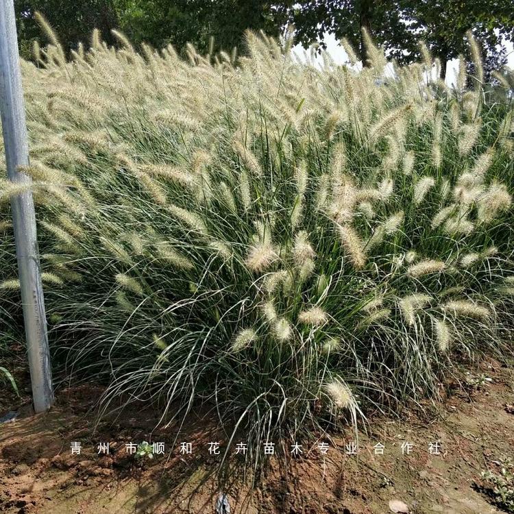 小兔子狼尾草批发基地,小布尼狼尾草种植基地