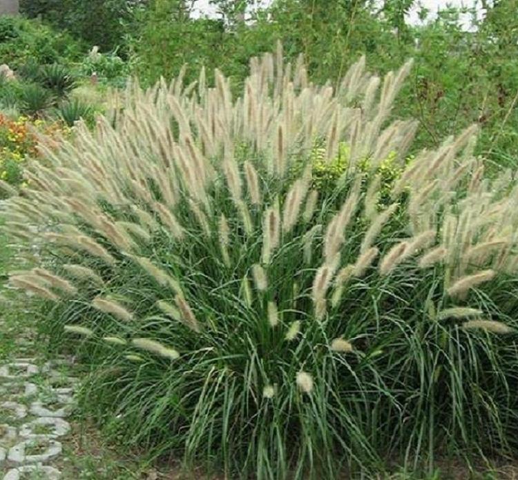 小布尼狼尾草批发价格 小布尼狼尾草种植基地 花境观赏草