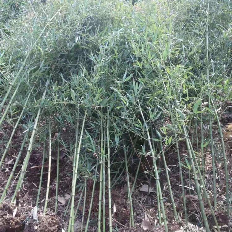 山东各种竹子直销 淡竹基地批发.栽培淡竹.竹林绿化.高尔夫球场淡竹竹林园艺