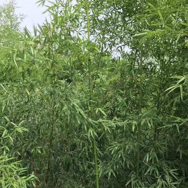 早园竹.批发基地 园林 专用 早元竹