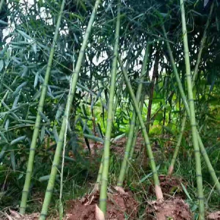 早园竹.批发基地 园林 住宅专用 早元竹