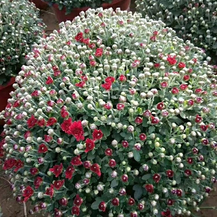 开花千头菊批发_河北园林绿化千头菊杯苗