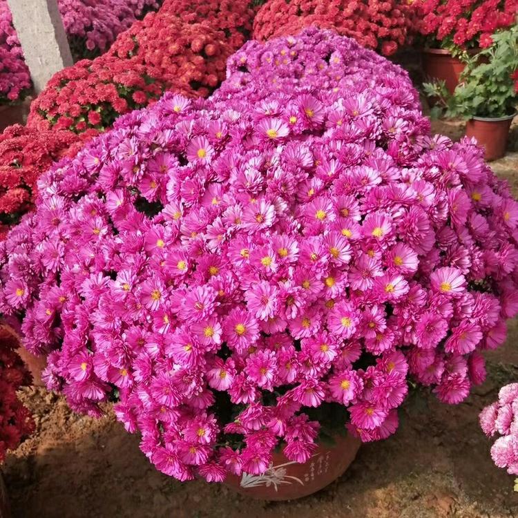 多种颜色九月菊 秋季租摆千头菊盆栽 国庆菊基地自销