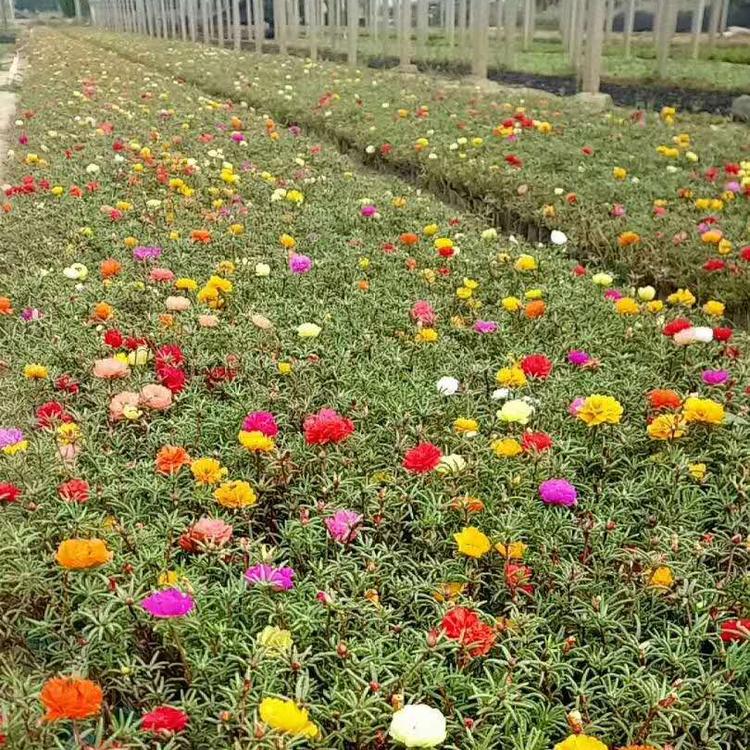 半枝莲基地 半枝莲价格 太阳花半枝莲