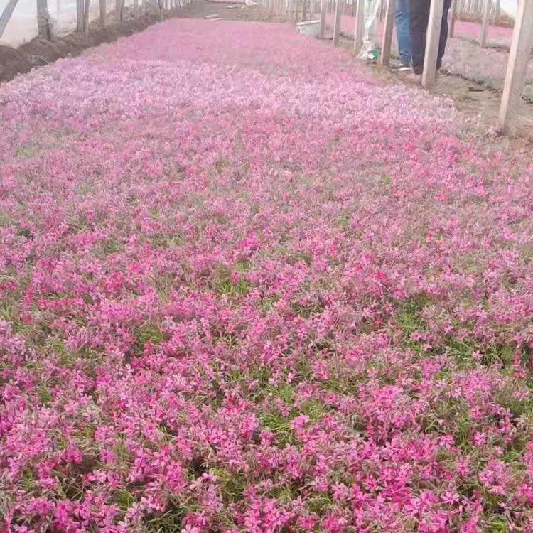 青州福禄考供销商     丛生福禄考基地