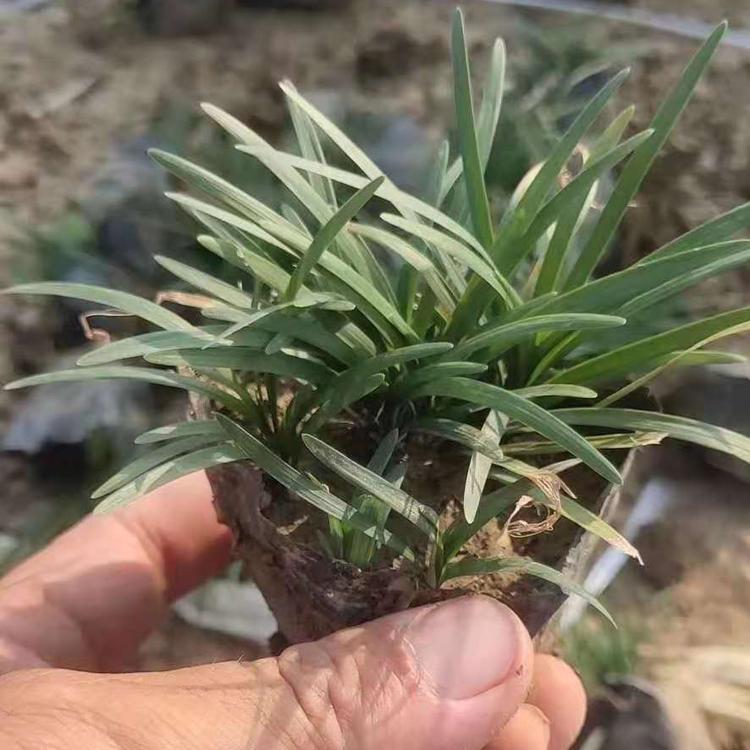 优质麦冬种植基地    麦冬直销商