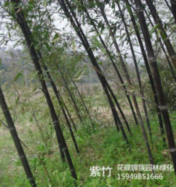 紫竹基地 批发紫竹