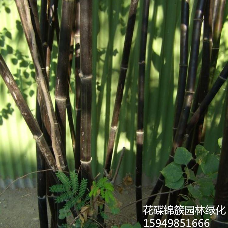 紫竹基地 批发紫竹.直销紫竹