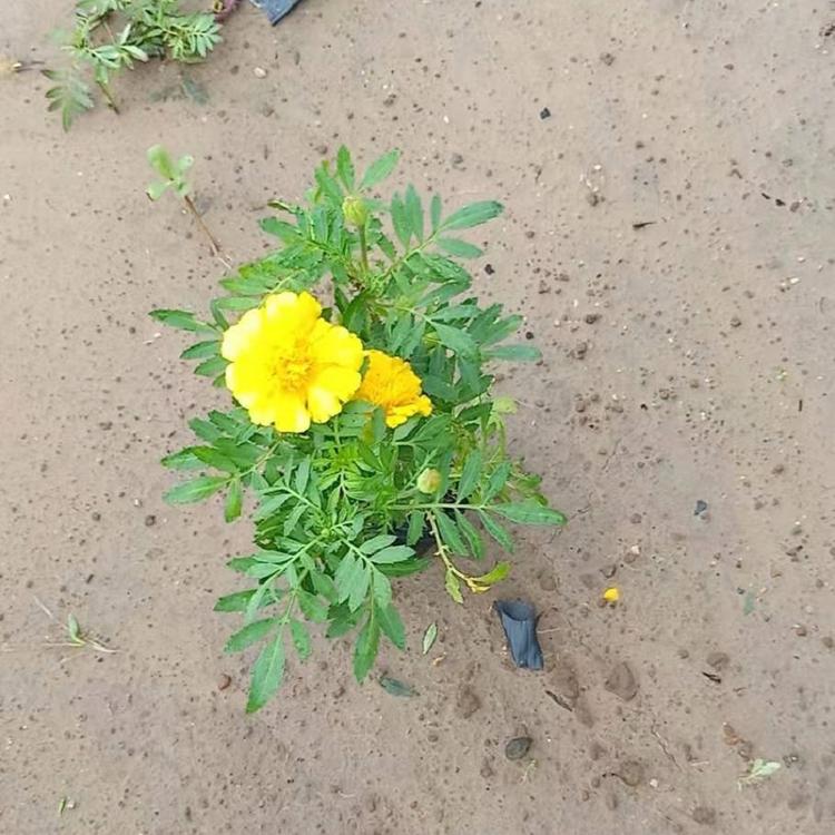 苗圃直供孔雀草小苗培育基地_批发价格