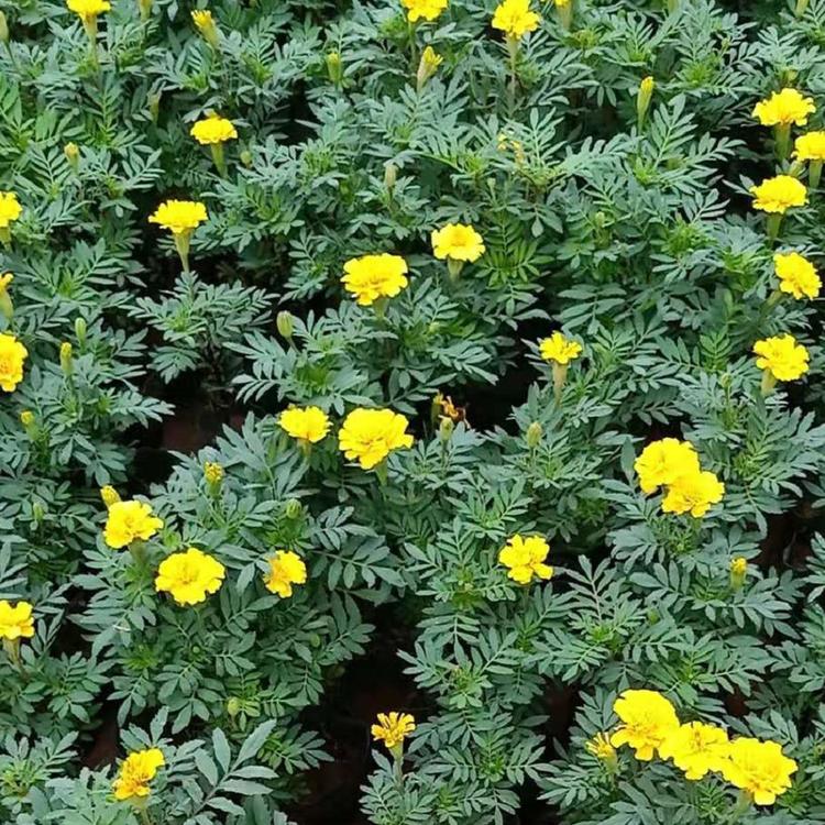 苗圃直供双色盆孔雀草价格_基地