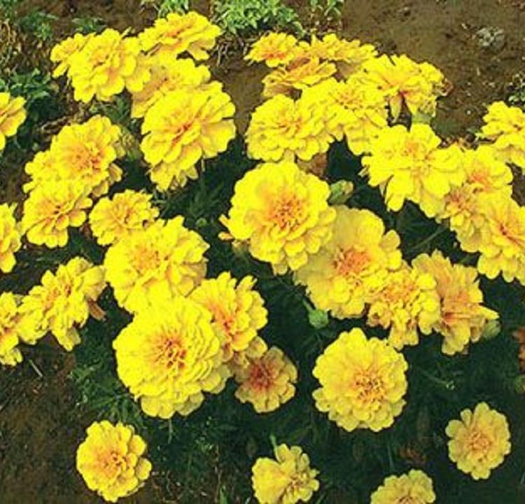 新品上市双色盆孔雀草种植基地_批发