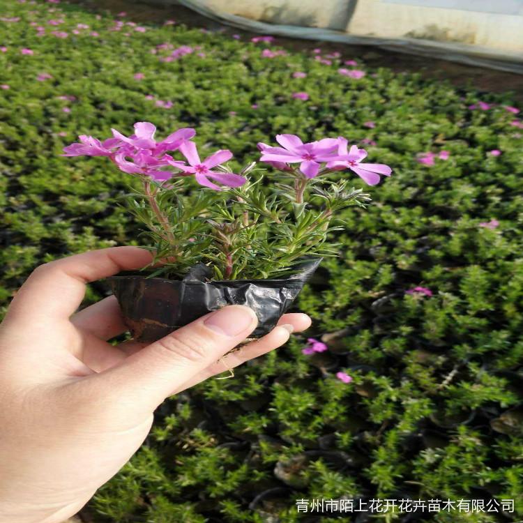福禄考批发 福禄考批发价格