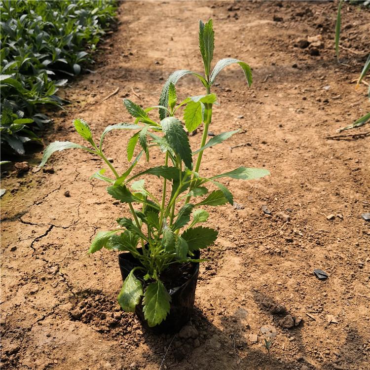 直销马鞭草 贵州马鞭草基地 承玉花卉