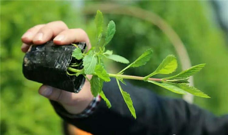 马鞭草小苗 上海直销马鞭草 马鞭草小苗