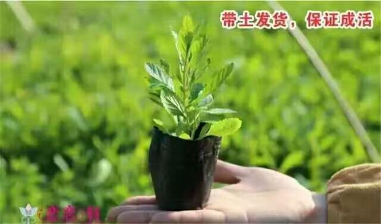 承玉花卉直销马鞭草 海南马鞭草马鞭草报价