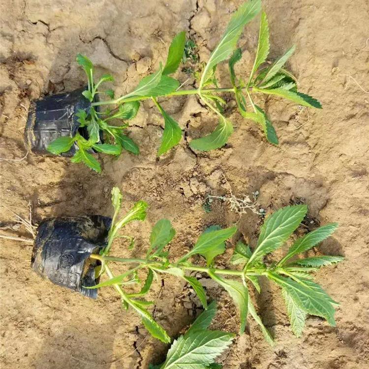 直销马鞭草 贵州马鞭草杯苗 马鞭草杯苗