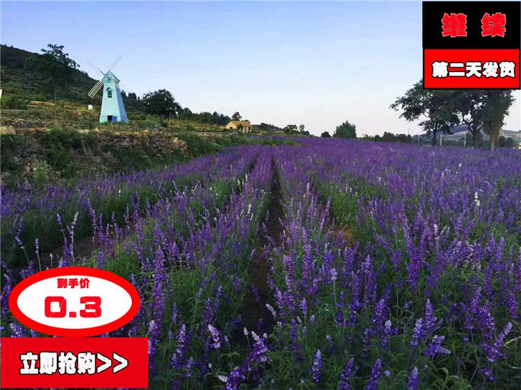 四川鼠尾草 基地直销 宿根草花蓝花鼠尾草