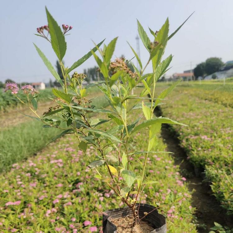日本粉花绣线菊价格 麻叶绣线菊基地
