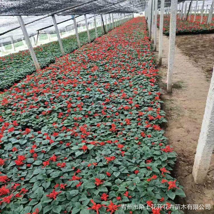 一串红小苗 青州一串红 一串红批发基地