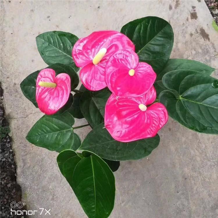 青州花卉室内观赏植物红掌   红掌直销商