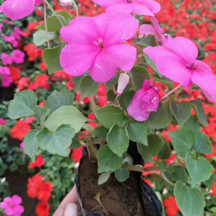 青州大量供应非洲凤仙   非洲凤仙种植基地