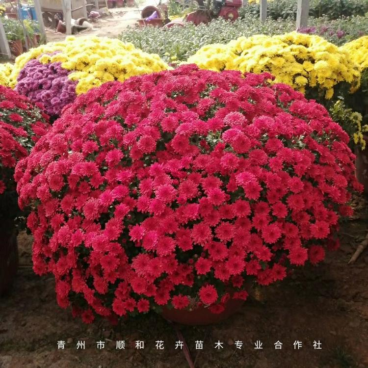 黑皮筒国庆菊价格_青州大盆国庆菊