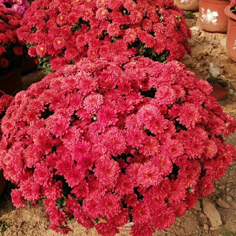批发国庆菊 盆栽植物 景观 租摆菊花花卉 造型菊花 国庆菊价格