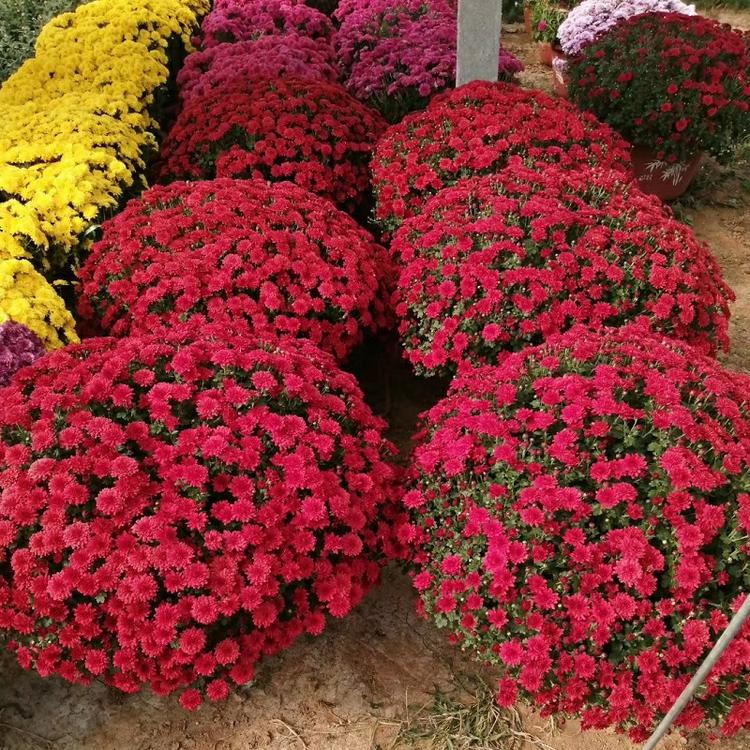 现货千头菊 国庆组摆盆栽大菊花 时令草花颜色多质量好