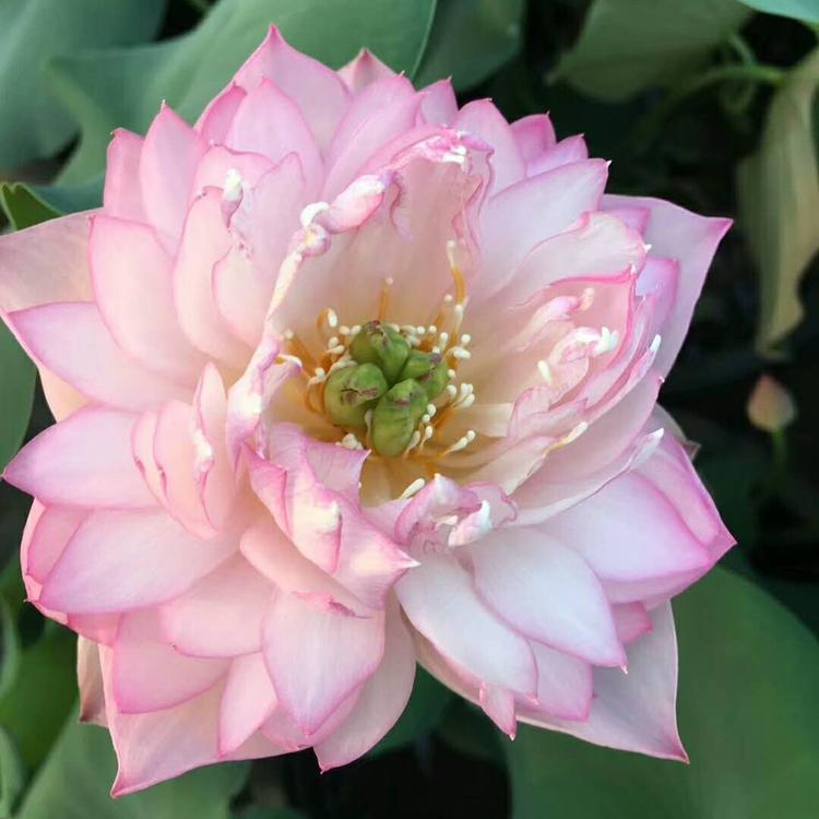 水芙蓉批发
