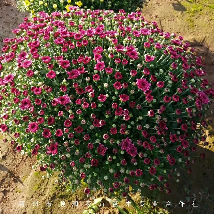 青州基地直供九月菊 双色盆千头菊 九月菊用花大量批发