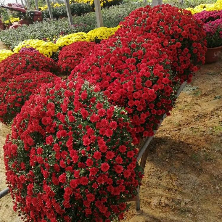 九月菊 大菊花 品种菊花 菊花基地 九月菊花批发