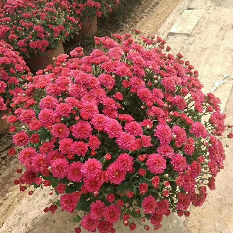 九月菊价格 九月菊基地