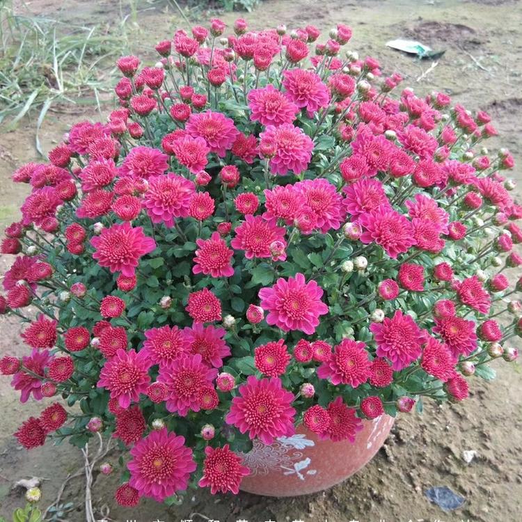 菊花造型 菊花种植基地 九月菊种植基地 租摆菊花