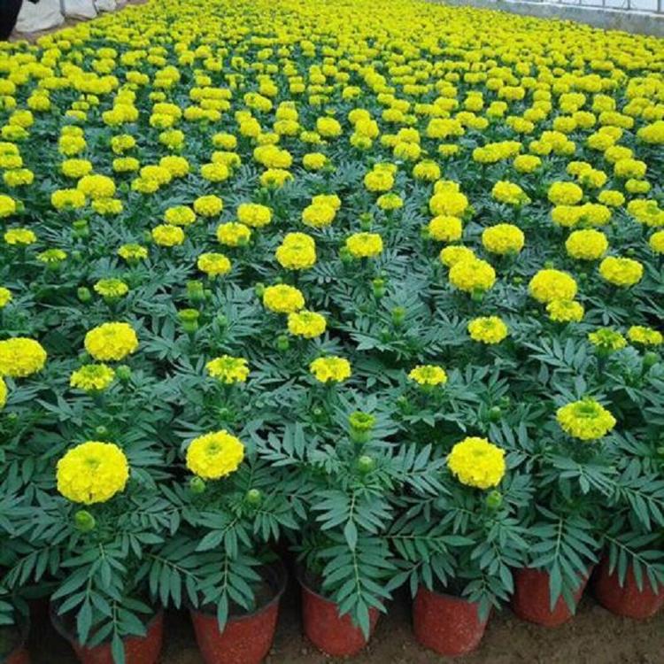 顺和花木销售万寿菊种子 万寿菊批发 厂家直销 厂家发货