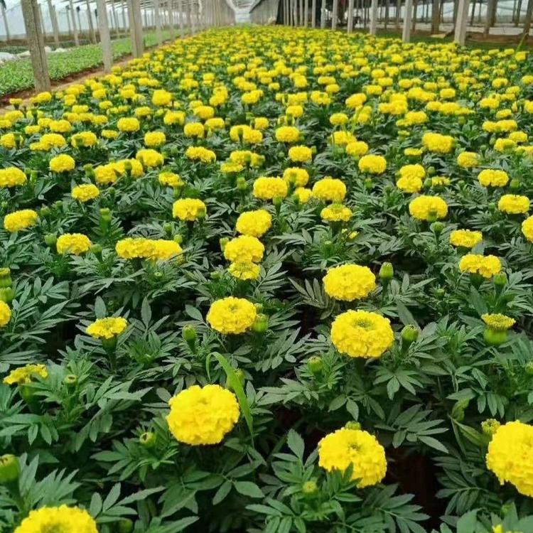 万寿菊 金菊花 非洲万寿菊 万寿菊小苗 万寿菊价格