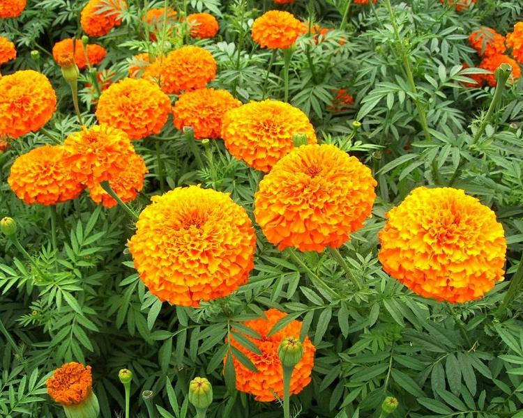 万寿菊批发价格 万寿菊供应商 租宝草花万寿菊