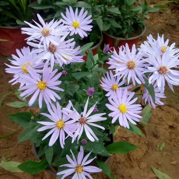双色盆紫菀基地 紫菀价格