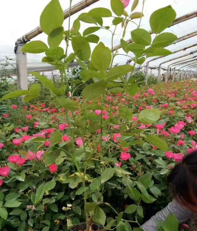月季批发基地 种植月季 基地月季庭院 别墅 园艺绿化.公园专用