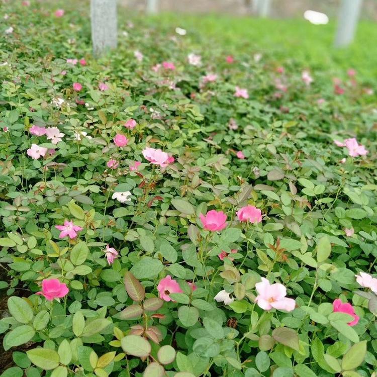 月季批发基地 种植月季小苗 山东基地月季 庭院 别墅 园艺绿化.公园专用