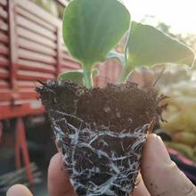 育苗基质厂家  盛禾  山东育苗基质 草炭土批发