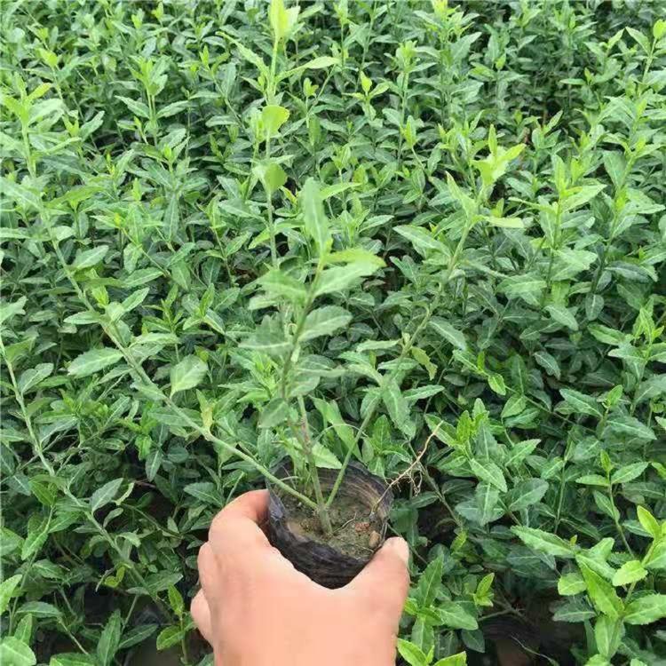 青州苗木基地扶芳藤直销商