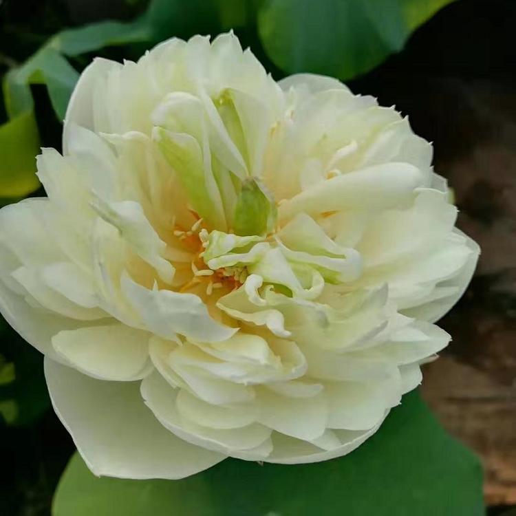 水培植物 睡莲荷花 净化空气室内外盆栽荷花批发 碗莲 种藕 四季种植