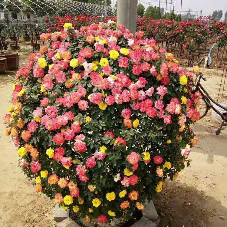 月季球批发价格