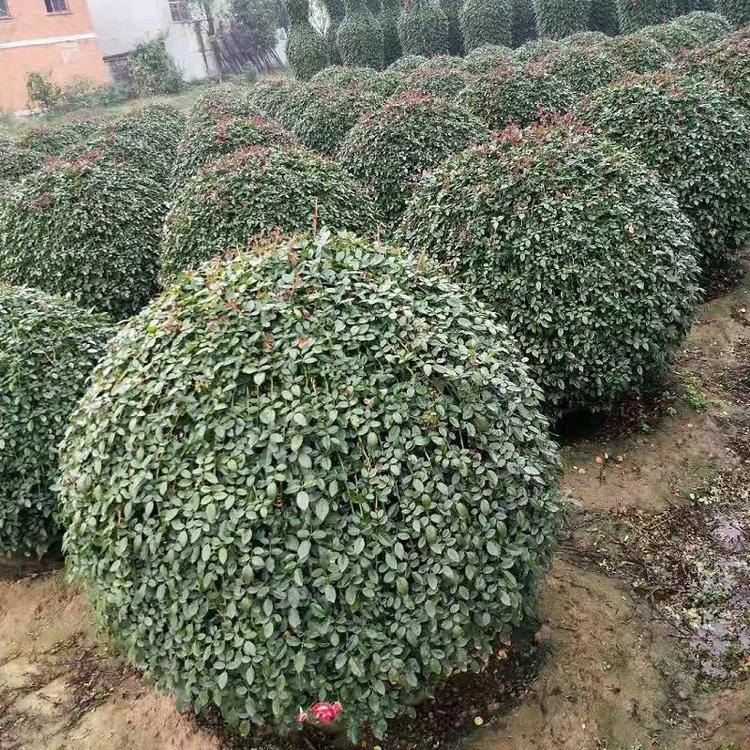 城市绿化用混色月季球 园林绿化用多色月季球 工程用月季球