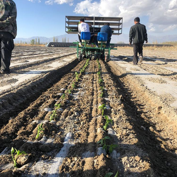 甜菜移栽机 华龙移栽机 移栽机供应商 量大价优