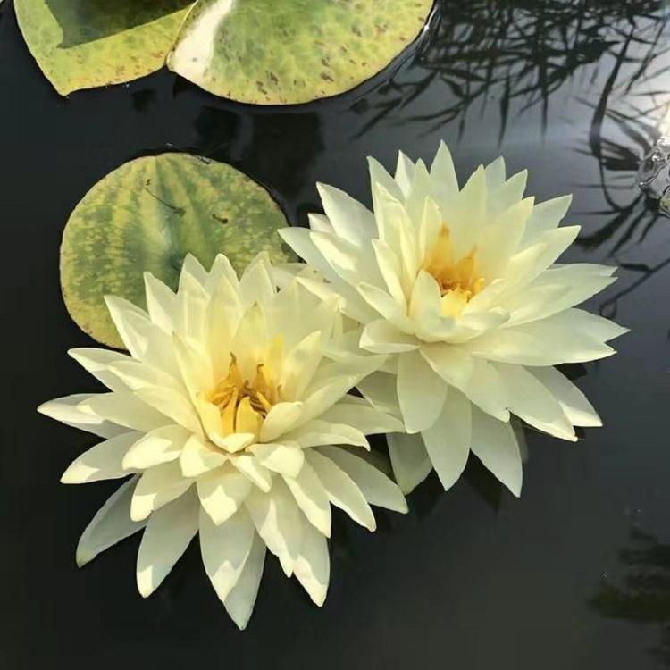 睡莲山东青州小苗基地