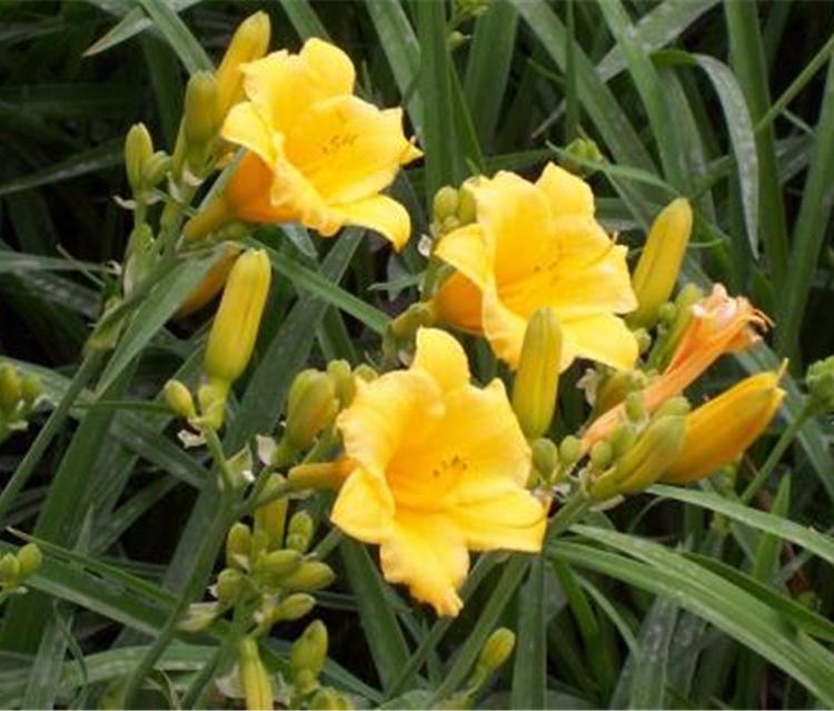 江苏大花萱草 现货批发 大花萱草培育基地